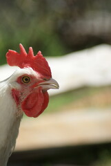 View of young rooster with light plumage in yard of poultry farm © Olga