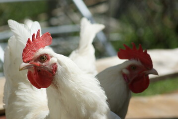 View of young rooster with light plumage in yard of poultry farm © Olga