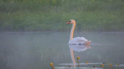 A graceful white swan swims on a misty lake reflecting clearly in the calm water © Александр Арендарь