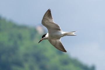 Fototapeta premium Common Tern soaring through the sky with wings fully extended, captured in graceful mid-flight. Elegant migratory bird displaying its slender body, long pointed wings, and distinctive flight posture.