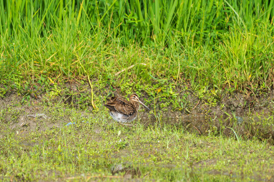 Pin-tailed Snipe resting and foraging in a grassy wetland, captured in natural surroundings. A detailed bird photograph showcasing the subtle patterns and camouflage of this elusive wading bird.