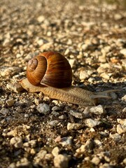 brown snail close-up © Sabrina