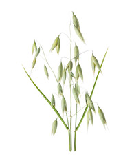 Obraz premium Oat stalks with grains isolated on transparent background