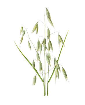 Oat stalks with grains isolated on transparent background