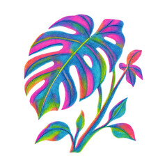 Obraz premium PNG Vibrant tropical plant illustration