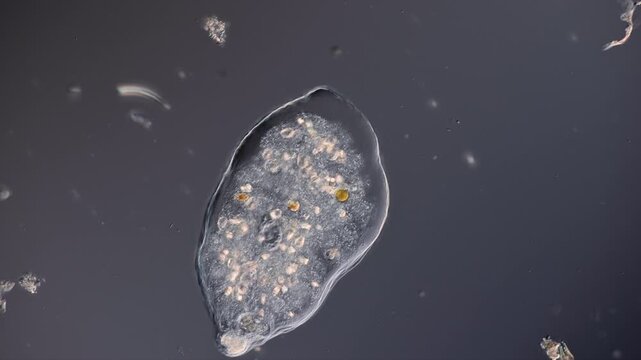 LivingAmoeba close up showing cellular activity and cell organelles at work 