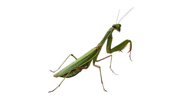 Green praying mantis insect standing on thin long legs isolated on transparent background