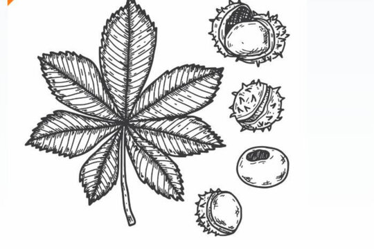Horse chestnut botanical elements set. Sketch of buckeye leaves, burrs and nuts. Vintage engraving style illustration for natural decorative patterns and wallpaper design