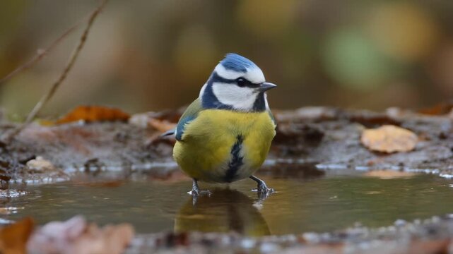 Blue tit bird drinking water on a forest floor with autumn leaves during soft natural light