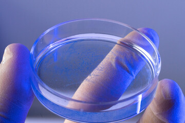 Hand in glove holding petri dish with dry blue pigment for anti-aging and longevity research in...