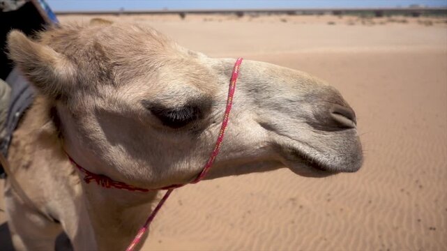 Close up shot of camel head with red bridle standing in vast sandy desert landscape.