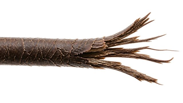 Microscopic Close-Up of Multi-Split Hair Shaft with Severely Damaged Cuticle