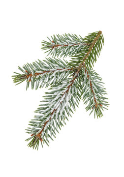 ultra-photorealistic macro-lens product shot of a snow-covered picea abies fir branch featuring vibrant green needles, floating on a transparent background. High-end holiday advertising concept
