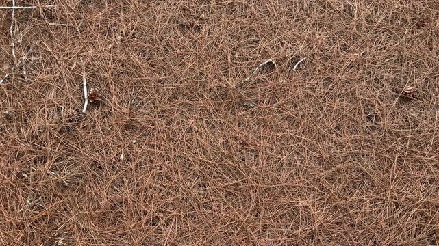 dense layer of dry brown pine needles covering the ground, creating a textured. top view, high angle, above, flat lay. backgrounds. brown. copy space, empty, free, negative, text, design.