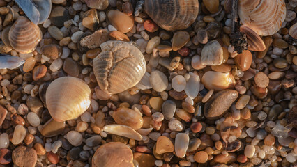 Beachcombing Detail with Cockle Shells, Barnacle Encrusted Mussels, Sea Glass and Amber Pebbles on a Shingle Shore — Concept: Coastal Treasure Hunting, Natural Texture and Marine Diversity © Svetlana