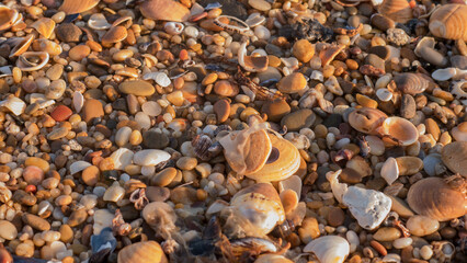 Beachcombing Detail with Cockle Shells, Barnacle Encrusted Mussels, Sea Glass and Amber Pebbles on a Shingle Shore — Concept: Coastal Treasure Hunting, Natural Texture and Marine Diversity © Svetlana