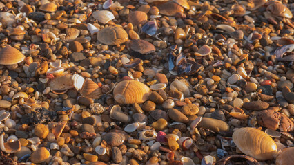 Beachcombing Detail with Cockle Shells, Barnacle Encrusted Mussels, Sea Glass and Amber Pebbles on a Shingle Shore — Concept: Coastal Treasure Hunting, Natural Texture and Marine Diversity © Svetlana