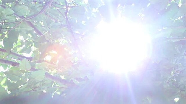 Sunlight Filtering Through Lush Green Tree Canopy, Dappled Light and Gentle Leaf Movement