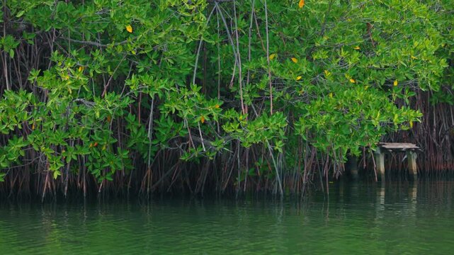 Mangroves view from the water, mangrove forest ecosystem. Mangrove trees are representatives of the genus Rhizophora, Rhizophora with characteristic aerial stilted roots immersed in water.