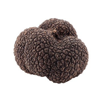 Whole fresh black truffle with knobby skin texture isolated on transparent background png