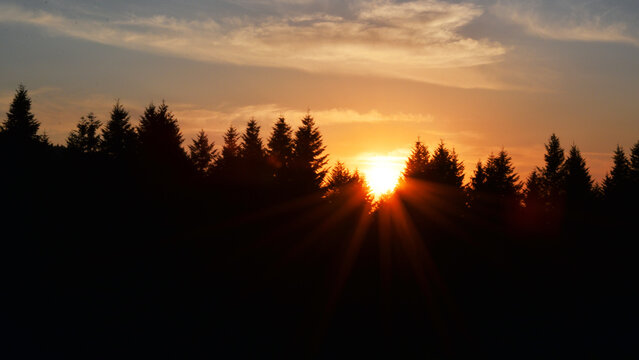 Golden sun setting behind silhouette of pine trees in forest