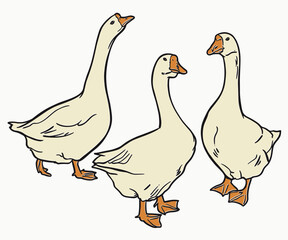 Hand drawn vintage illustration of three white geese standing on a white background © Heyuu Art