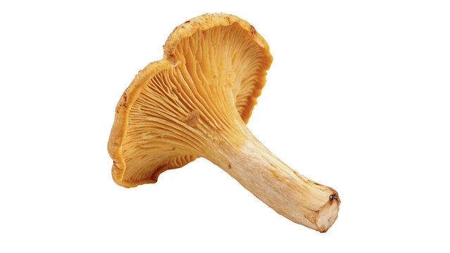 Single fresh organic yellow chanterelle mushroom fungus isolated on transparent background
