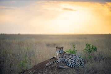 Cheetah Resting On Termite Mound © Daj