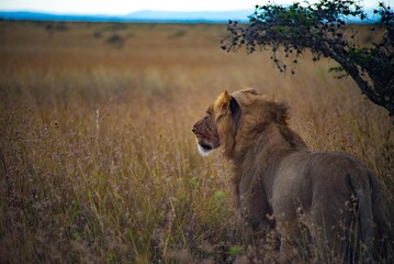 lion in the savannah © Daj