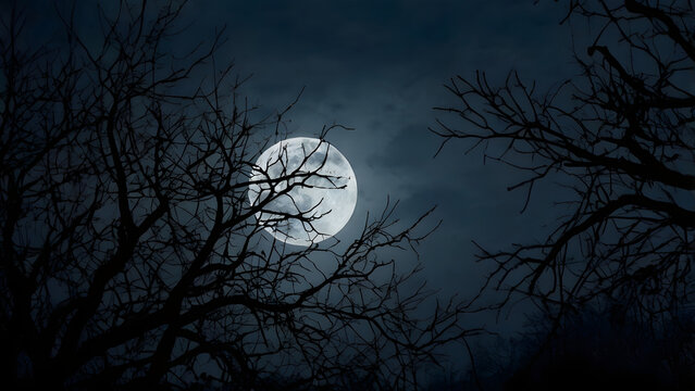 Mysterious full moon in dark night sky behind trees
