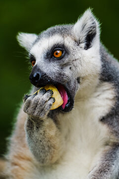 A close-up of a ring-tailed lemur grasping an apple and bringing it to its mouth, capturing a lively moment.