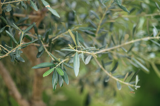Close up view of lush green olive leaves swaying on thin branches in a quiet outdoor orchard garden