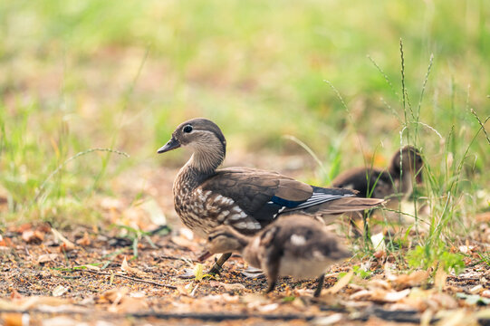 Female Mandarin duck walking through green grass with her baby ducklings during a bright day