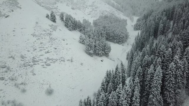 Aerial Drone View of Snow-Covered Mountains and Evergreen Forest in Winter
