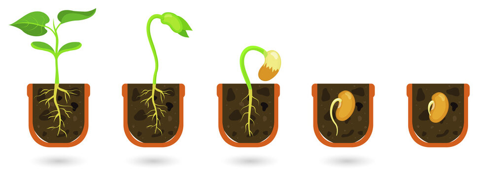 Plant growth stages from seed to green sprout on transparent background