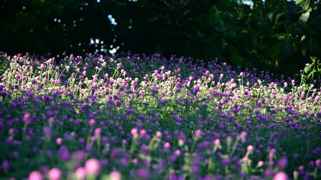 Field of Purple Globe Amaranth Flowers Swaying in Gentle Breeze at Golden Hour