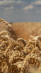 ears of wheat © FL