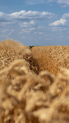 wheat field in the summer © FL