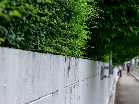 Green Hedge Wall Along City Walkway with Blurred Pedestrians Bangkok