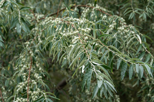 Dense clusters of small green berries hang along a silvery-leaved branch, softly lit against blurred foliage.