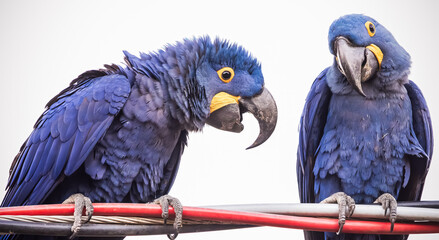 blue and yellow macaw on electrical line © Agata Carr