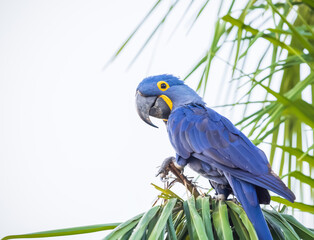 blue and yellow macaw in the tree © Agata Carr