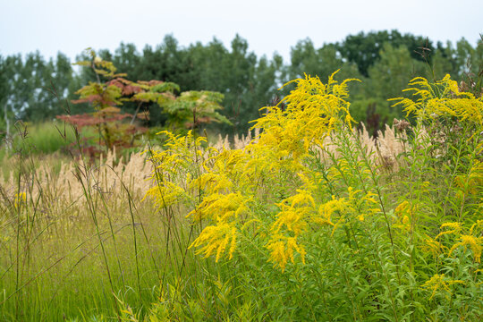 A wide meadow view shows yellow goldenrod shrubs and golden ornamental grasses with a small reddish tree and trees behind.