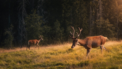 Fototapeta premium Majestic Red Deer Stags in a Sunlit Meadow During Golden Hour