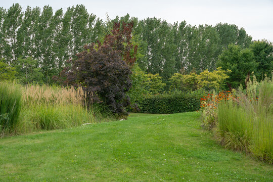 A dark purple smokebush stands beside a clipped hedge and a swath of orange helenium blooms along a mowed lawn. Tall poplars form a green wall behind this tidy, layered garden border.