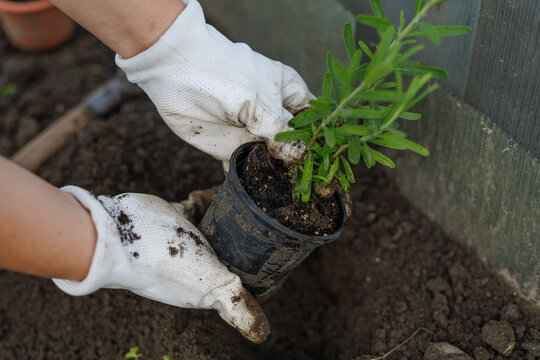 Gloved hands remove young lavender with a root ball from a nursery pot before planting. Concept of Lavandula angustifolia transplanting, root care, gardening and ornamental cultivation.