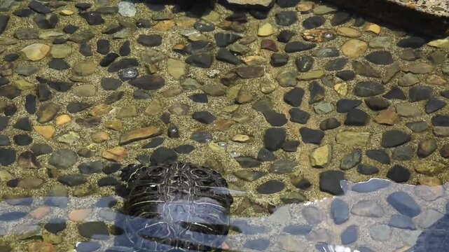 Well lit close shot of two red eared slider turtles swimming in clear water on a bright summer day