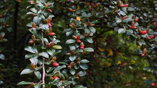Dense Cotoneaster shrub with small glossy green leaves and ripening orange-red berries growing in a sunlit mountain landscape environment.