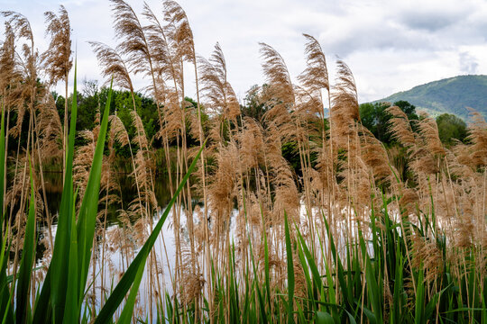 Common Reeds Growing in Freshwater Wetland