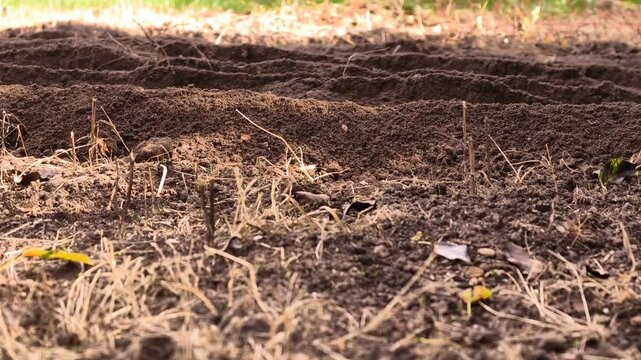 Close-up of cultivator tilling soil in agricultural field. Farm machinery loosening earth for planting. Agricultural equipment working the ground.